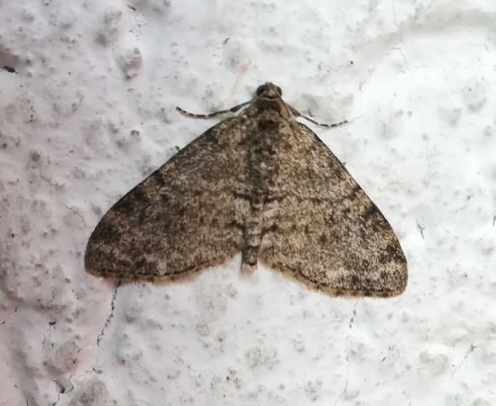 Lobophora halterata  - Thomas Lux