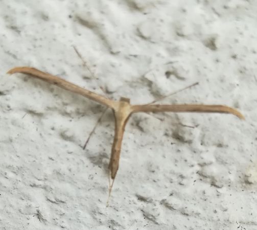 Emmelina monodactyla  - Thomas Lux