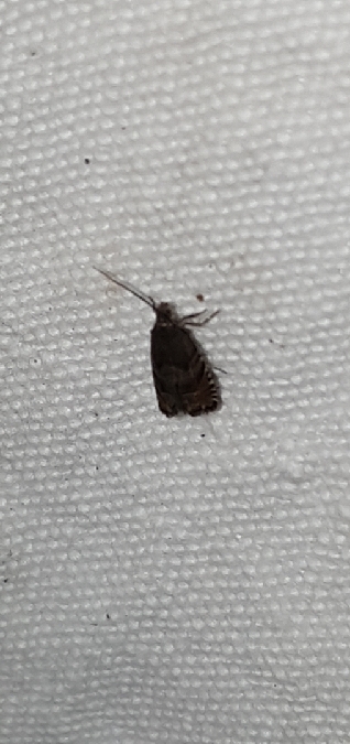 Cydia strobilella  - Melchior Viallet