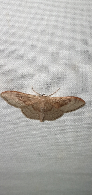 Acidalie dégénérée  - Melchior Viallet