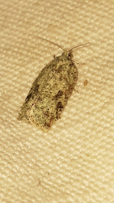 Acleris literana  - Melchior Viallet