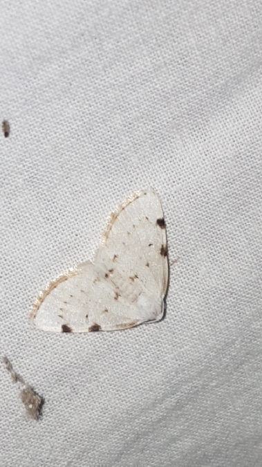 Lomographa bimaculata  - Melchior Viallet