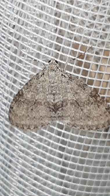 Trichopteryx carpinata  - Melchior Viallet
