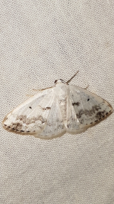 Lomographa temerata  - Melchior Viallet