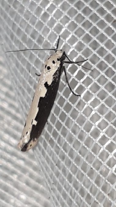 Ethmia bipunctella  - Melchior Viallet