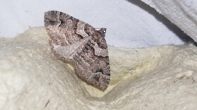 Catarhoe basochesiata  - Melchior Viallet