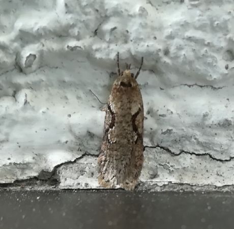 Semioscopis steinkellneriana  - Thomas Lux
