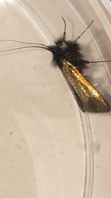 Adela reaumurella  - Melchior Viallet