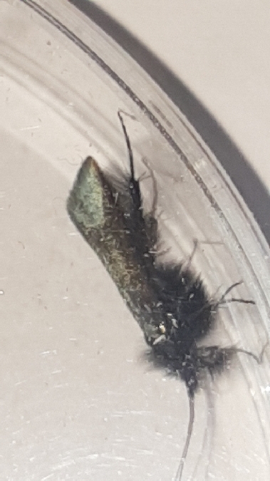 Adela reaumurella  - Melchior Viallet