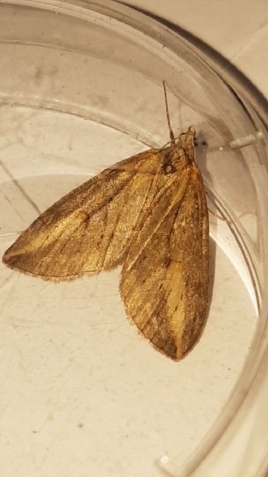 Chesias isabella  - Melchior Viallet