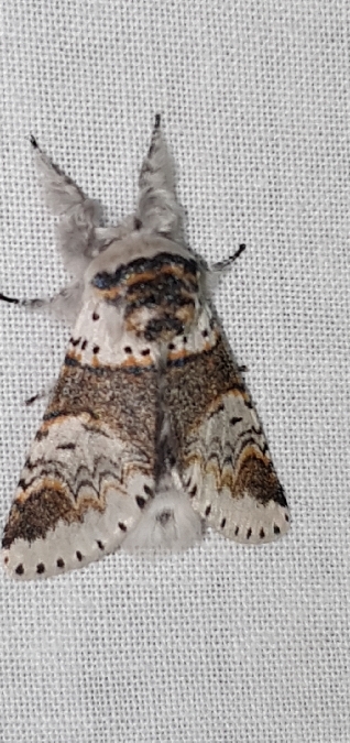 Harpye fourchue  - Melchior Viallet