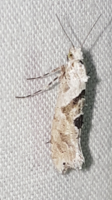Ypsolopha asperella  - Melchior Viallet