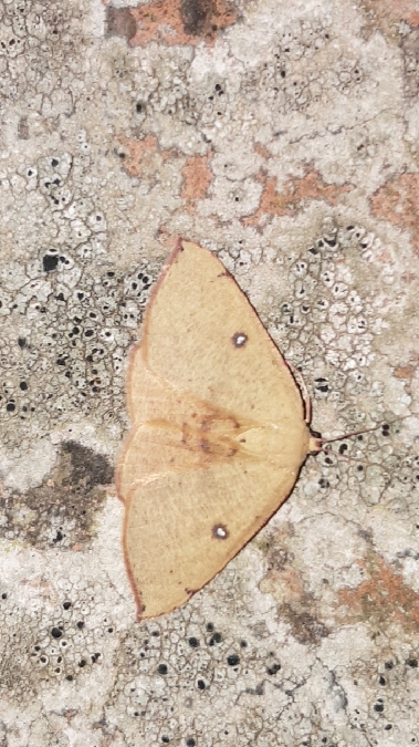 Cyclophora puppillaria  - Melchior Viallet