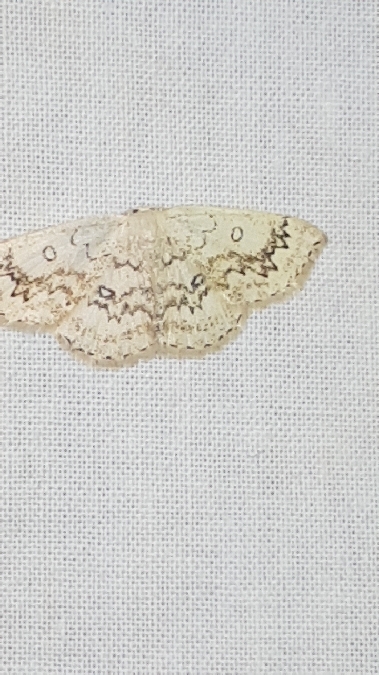 Cyclophora annularia  - Melchior Viallet