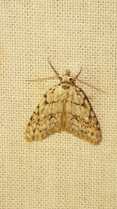 Nola cicatricalis  - Melchior Viallet