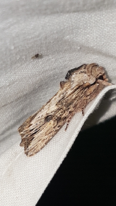 Egira conspicillaris  - Melchior Viallet