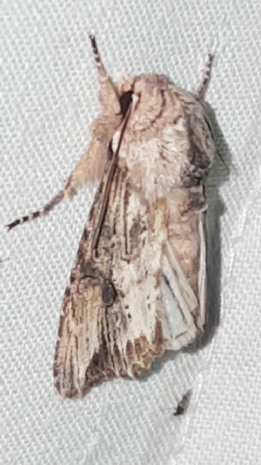 Egira conspicillaris  - Melchior Viallet