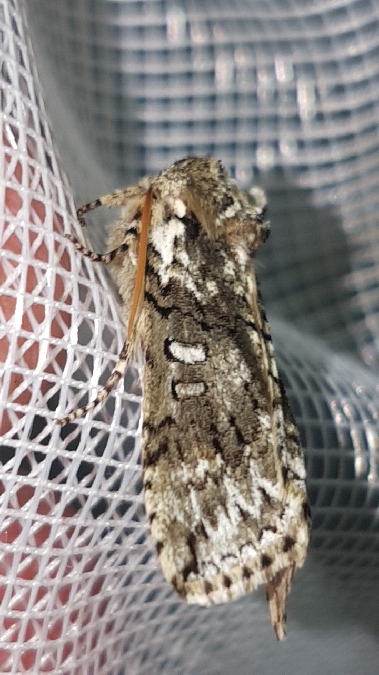 Polyploca ridens  - Melchior Viallet