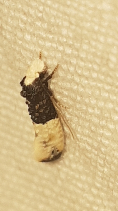 Trichophaga bipartitella  - Melchior Viallet