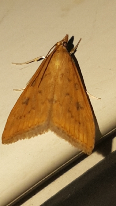Udea ferrugalis  - Melchior Viallet