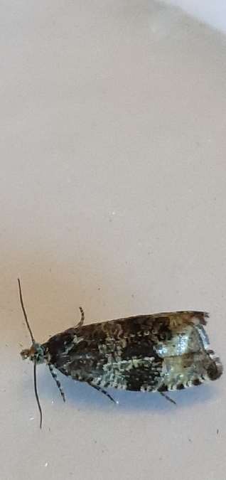 Celypha lacunana  - Melchior Viallet