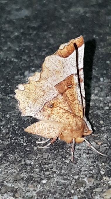 Selenia lunularia  - Melchior Viallet