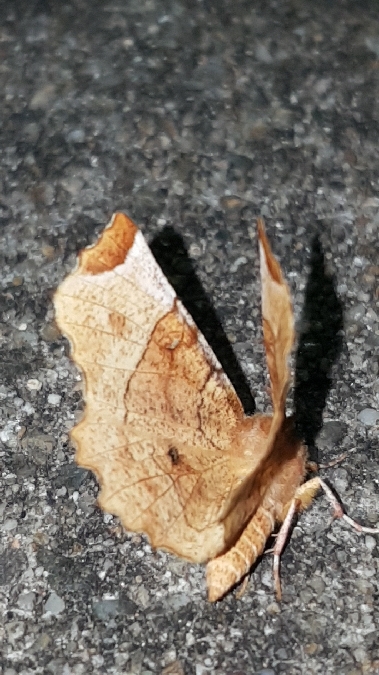 Selenia lunularia  - Melchior Viallet