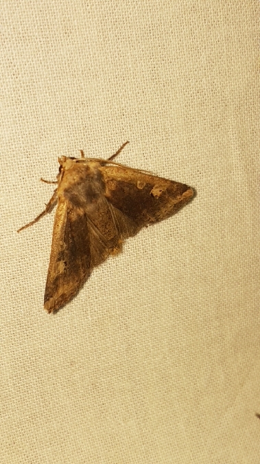 Orrhodie érythrocéphale  - Melchior Viallet