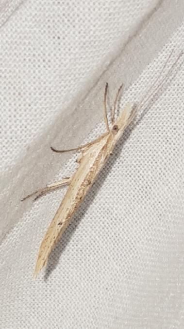 Ypsolopha mucronella  - Melchior Viallet