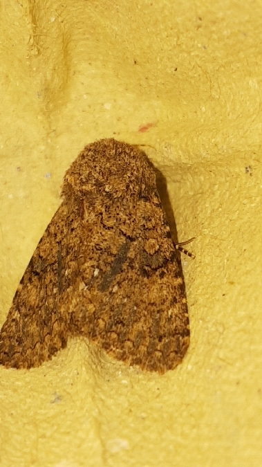 Recoropha canteneri  - Melchior Viallet