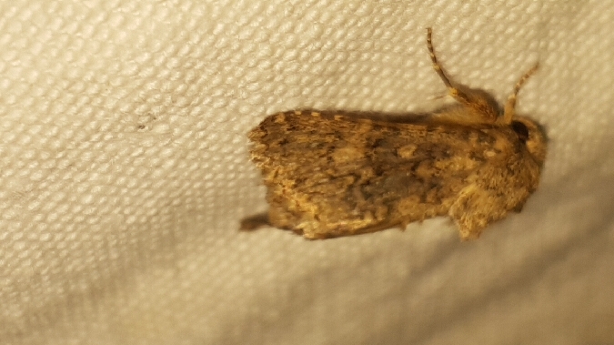 Recoropha canteneri  - Melchior Viallet