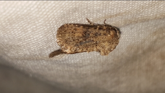 Recoropha canteneri  - Melchior Viallet