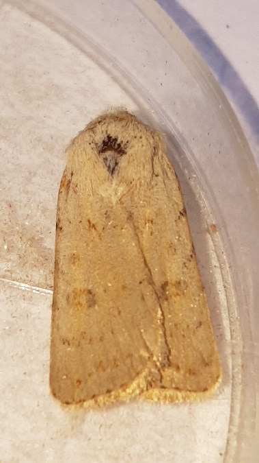 Caradrina fuscicornis  - Melchior Viallet
