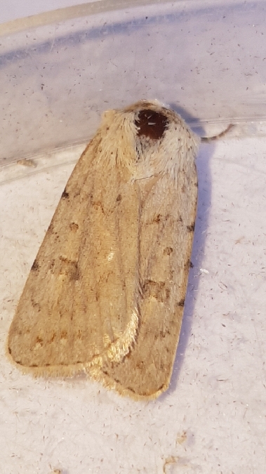 Caradrina fuscicornis  - Melchior Viallet