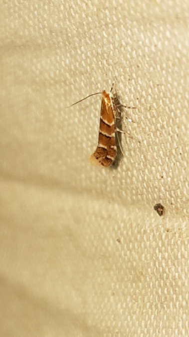 Cameraria ohridella  - Melchior Viallet