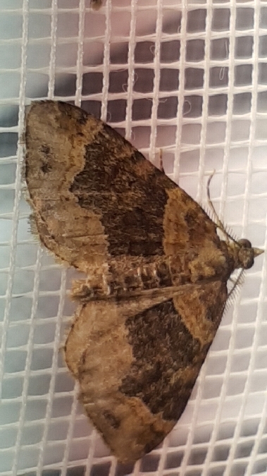 Xanthorhoe ferrugata / spadicearia  - Melchior Viallet