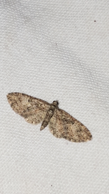 Eupithecia abbreviata  - Melchior Viallet
