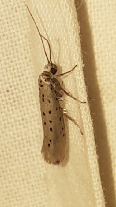 Yponomeuta sedella  - Melchior Viallet