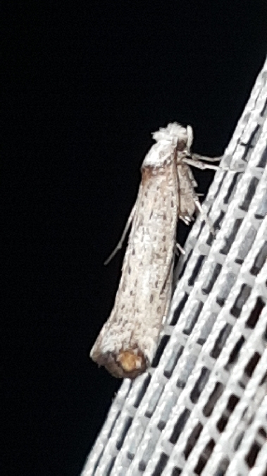 Pseudoswammerdamia combinella  - Melchior Viallet