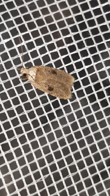 Agonopterix propinquella  - Melchior Viallet