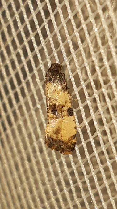 Cochylis atricapitana  - Melchior Viallet