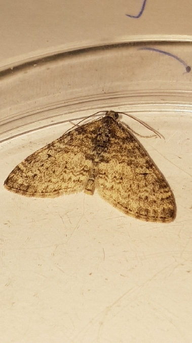 Lobophora halterata  - Melchior Viallet