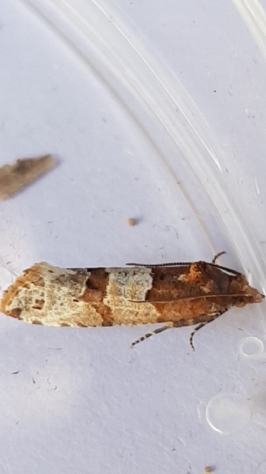 Lobesia indusiana  - Melchior Viallet