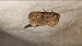 Recoropha canteneri  - Melchior Viallet