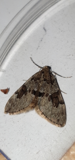 Thera variata  - Melchior Viallet