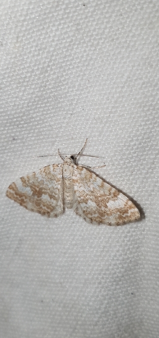 Perizoma flavofasciata  - Melchior Viallet