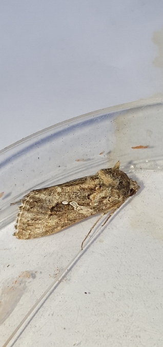 Trichoplusia ni  - Melchior Viallet