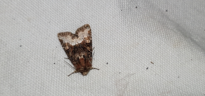 Oligia strigilis  - Melchior Viallet