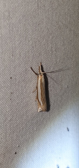 Crambus des pâturages  - Melchior Viallet