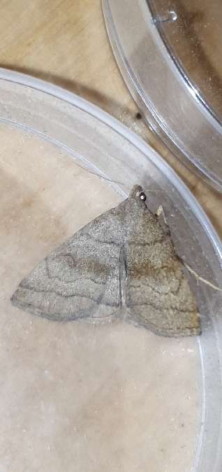 Herminia tarsicrinalis  - Melchior Viallet
